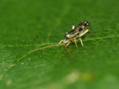 Pogonognathellus elongatus