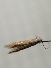 Coleophora trochilella