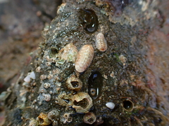 Leptochiton