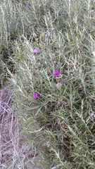 Glycine rubiginosa