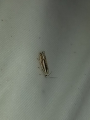 Polyhymno luteostrigella