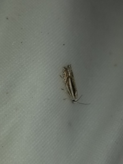 Polyhymno luteostrigella