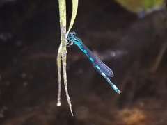 Coenagrion mercuriale