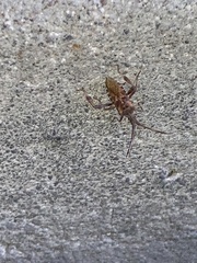 Leptoglossus occidentalis
