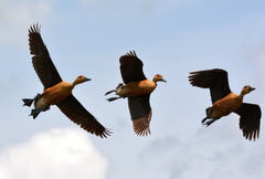 Fulvous Whistling Duck photo 5
