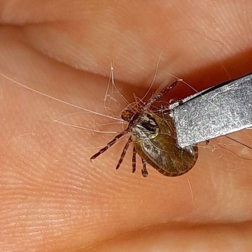 American Dog Tick, photo 3 of 8