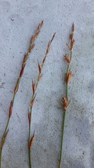 Platycaulos compressus