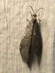 Brachynemurus nebulosus