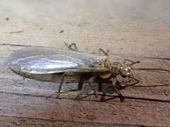Sweltsa