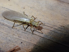 Sweltsa