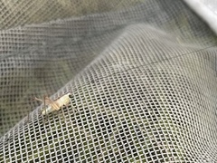 Conocephalus nigropleuroides