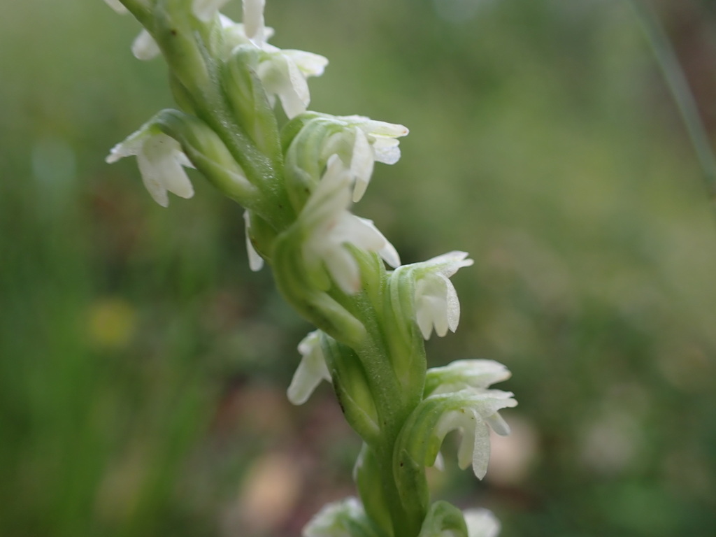 Platanthera ephemerantha