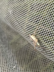 Conocephalus nigropleuroides
