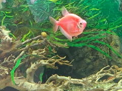 Gymnocorymbus ternetzi