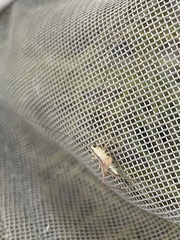 Conocephalus nigropleuroides