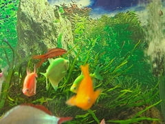 Gymnocorymbus ternetzi