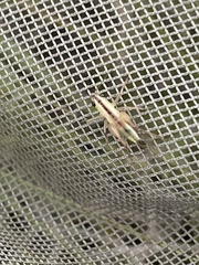 Conocephalus nigropleuroides