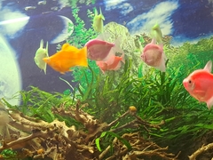 Gymnocorymbus ternetzi