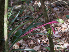 Billbergia distachia