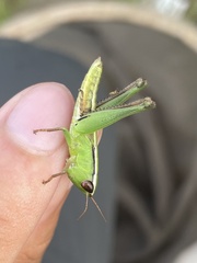 Dichromorpha elegans