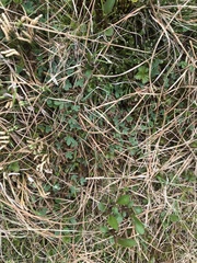 Sibbaldia procumbens