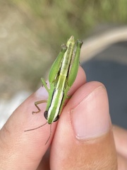 Dichromorpha elegans