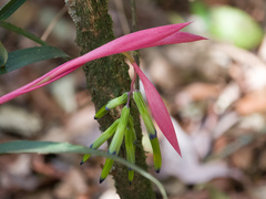 Billbergia distachia