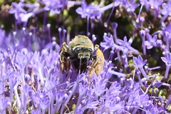 Svastra obliqua expurgata