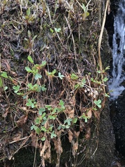 Sibbaldia procumbens