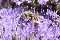 Svastra obliqua expurgata