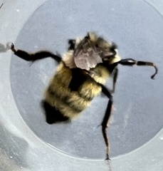 Bombus bifarius