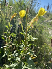 Oenothera × fallax