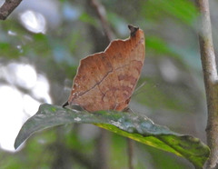 Junonia goudotii