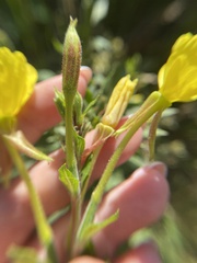 Oenothera × fallax
