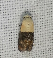 Eugnosta erigeronana