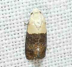 Eugnosta erigeronana