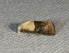 Eugnosta erigeronana