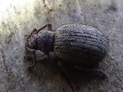 Thricolepis inornata