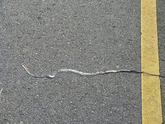 Dendrelaphis kopsteini