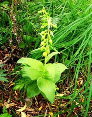 Epipactis papillosa