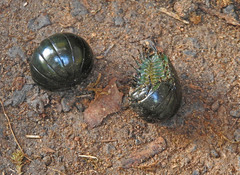 Zoosphaerium neptunus