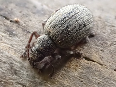 Thricolepis inornata