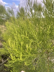 Baccharis angustifolia