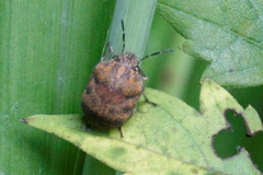 Orsilochides stictica