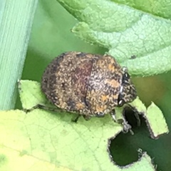 Orsilochides stictica