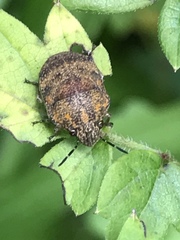 Orsilochides stictica