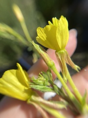 Oenothera × fallax