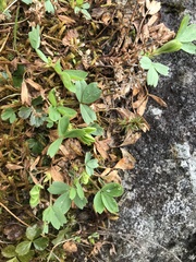 Sibbaldia procumbens