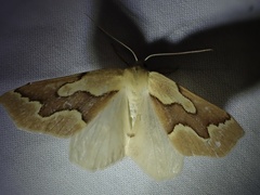 Sabulodes edwardsata