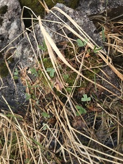 Sibbaldia procumbens